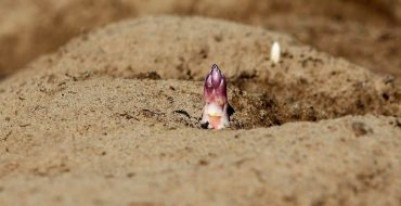 terroir des Sables des Landes