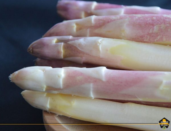Asperge des Sables des Landes label IGP