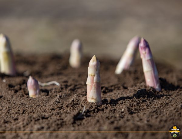 Asperge des Sables des Landes