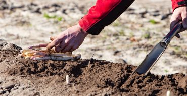 la récolte de l'Asperge des Sables des Landes