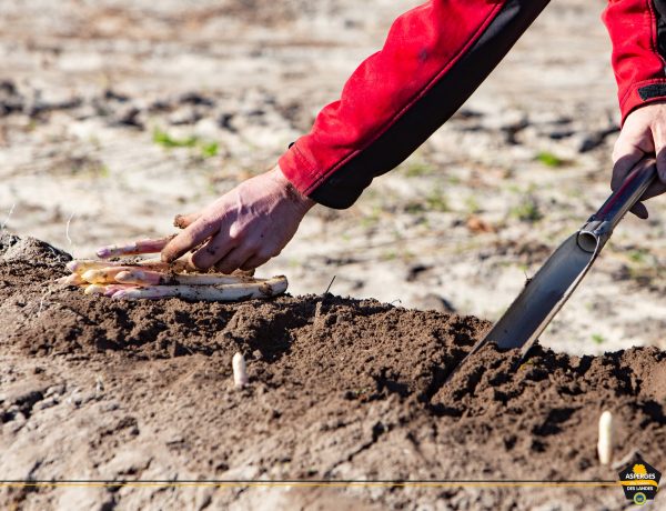 la récolte de l'Asperge des Sables des Landes