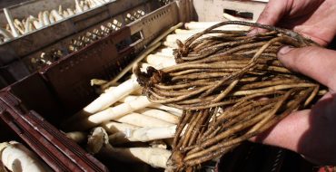 Une griffe d'Asperge des Sables des Landes